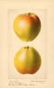 Apples, Yellow Bellflower (1921)