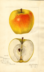 Apples, Yellow Bellflower (1918)
