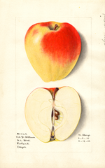 Apples, Yellow Bellflower (1915)