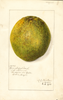 Grapefruits, Cone-shaped Navel (1914)