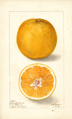 Oranges, Naranja Alotonilco (1904)