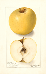 Apples, Grahams Royal Jubilee (1907)