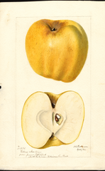 Apples, Yellow Newtown (1896)