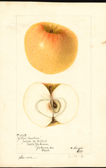 Apples, Yellow Newtown (1897)
