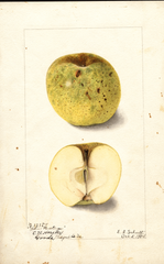 Apples, Yellow Newtown (1904)