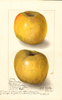 Apples, Yellow Newtown (1912)