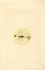 Apples, Mcintosh (1933)