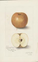 Apples, Aromatic Russet (1909)