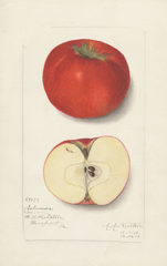Apples, Ashmore (1912)