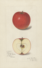 Apples, Atsion (1915)