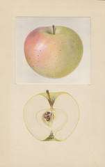 Apples, August Sweet (1937)