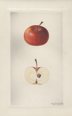 Apples, Augustine Winter (1929)