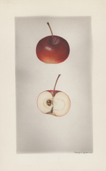 Apples, Augustine Winter (1928)