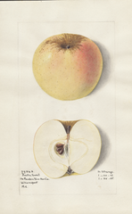 Apples, Austin Sweet (1915)