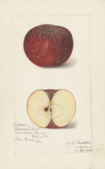 Apples, Autumn Tart (1915)