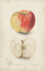 Apples, Babbitt (1901)