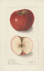 Apples, Babbitt (1906)