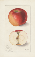 Apples, Babbitt (1911)