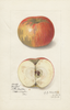 Apples, Babbitt (1912)