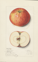 Apples, Babbitt (1915)