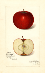 Apples, Babcock (1915)