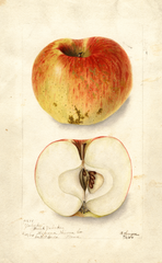 Apples, Yahnke (1904)
