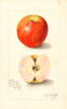 Apples, Yancey Fry (1910)