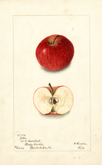 Apples, Yates (1903)