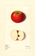 Apples, Yates (1915)