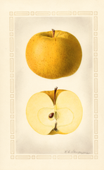 Apples, Yellow Skin (1925)