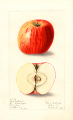 Apples, York Imperial (1908)