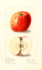 Apples, York Imperial (1908)