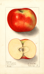 Apples, York Imperial (1909)