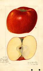 Apples, York Imperial (1916)