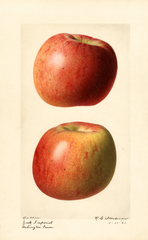 Apples, York Imperial (1921)