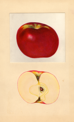 Apples, York Imperial (1937)