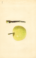 Apples, Golden Delicious (1932)