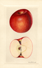 Apples, York Imperial (1929)