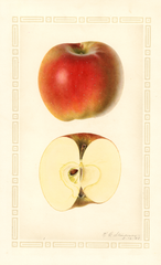 Apples, York Imperial (1927)