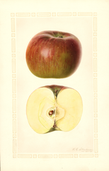 Apples, York Imperial (1931)