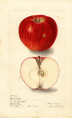 Apples, York Stripe (1906)