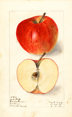 Apples, York Stripe (1910)