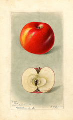 Apples, Akin (1898)
