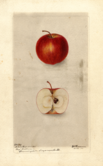 Apples, Akin Red Winter (1900)