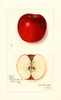Apples, Akin (1912)