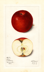 Apples, Akin (1913)