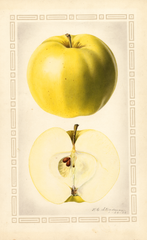 Apples, Allgold (1924)