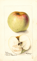 Apples, All Purpose (1900)