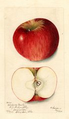 Apples, Alabama Beauty (1903)