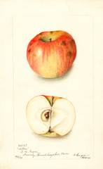 Apples, Alton (1903)